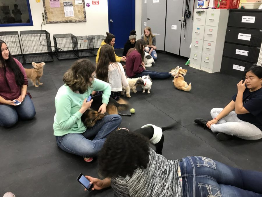 Students take care of the small dogs during the Veterinary Science class at KCC.